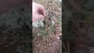 Тихая охота, грибной день 🍄