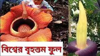 World's largest flower বিশ্বের বৃহত্তম ফুল ফুটলো, বেরোলো পচা মাংসের গন্ধ। rafflesia