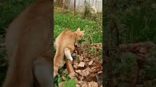 Кот Барсик знакомится с курицами 😁