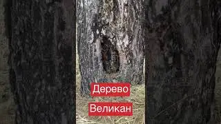 Дерево Великан #v_gozhda #история #природа #кино