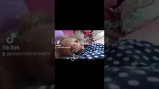 Померанский шпицулька щеночки