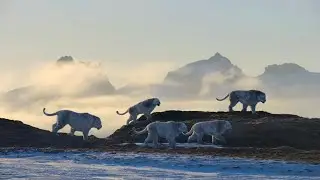 Life On Our Planet [2023] - Panthera Leo Spelaea (Cave Lion) Screen Time