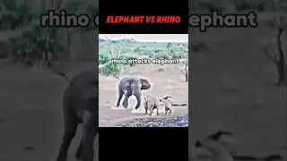 Elephant vs rhino 