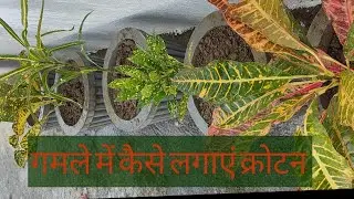 गमले में कैसे लगाएं क्रोटन|| क्रोटन लगाने की मिट्टी कैसे तैयार करें || How to apply croton in pot