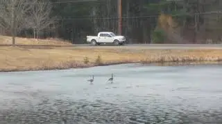 Geese skating on ice