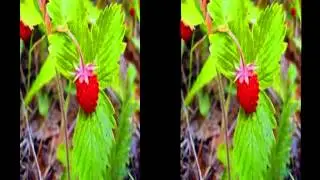 Инструменты Хоопонопоно, часть 2