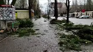 Бросили елки на Поскоте