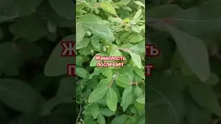 Жимолость поспевает