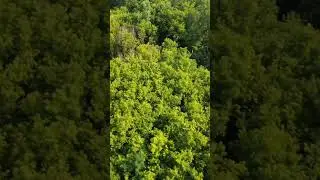 Food Plots Worth It by AG Fields? #deerhunt #foodplot