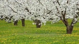 Түмөнбай Колдошов  "Кош эми сүйүү багы". Караоке