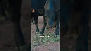 Started in Ranching 