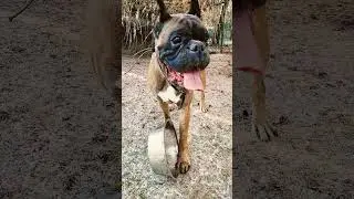 Играем с миской. Немецкий #боксёр