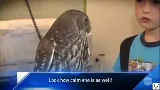 owl been watching you