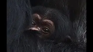In Beekse Bergen is een West-Afrikaanse chimpansee geboren!