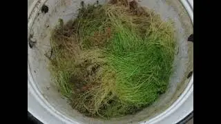 Как СОХРАНИТЬ МОРКОВЬ сочной ДО ВЕСНЫ! ЛУЧШИЙ СПОСОБ!!! Мох Сфагнум!
