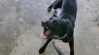 Crazy Dog.
