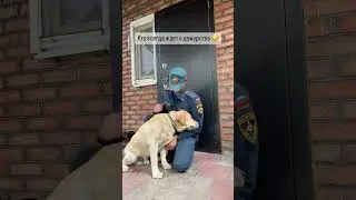 Собака это друг человека ❤️‍🔥🇷🇺
