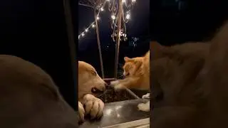 КОТ НАПАЛ на АЛАБАЯ на входе в дом! || ALABAI DOGS and Cat