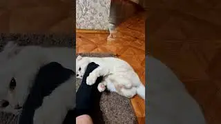 Недотрога