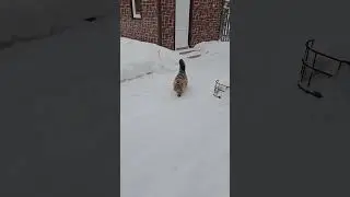 #вислоухий