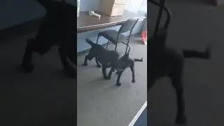wonder playing with another puppy at obedience school