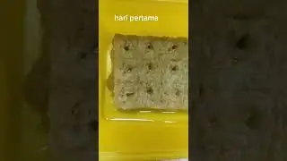 benih Dewata cabai