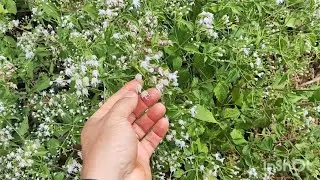 WILD FLOWERING STARTING HERE IN THE REGION | BREEDING BEES!