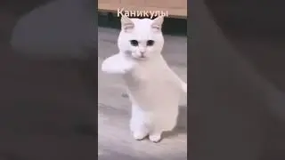 Каникулы🤗🐈‍⬛