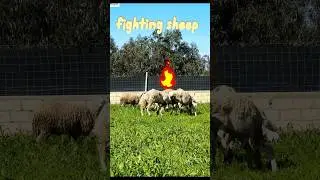 fighting sheep 🐑 #shots #عيد_الاضحى #المغرب #الجزائر ##sheep