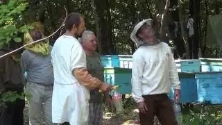 Предотвращение вылета роя/ Возвращаем рой обратно/ Рой/ Пасека.