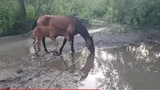 Кони. Обрезаю клубнику. Сенокос/Семья Фетистовых
