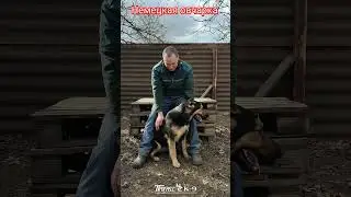 German shepherd kennel. Немецкая овчарка. 
