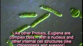 Euglena tutorial
