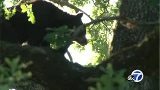 ABC7 News at 6pm : Bear on the Loose in San Anselmo
