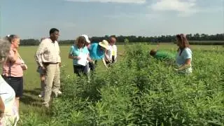 Integrated Pest Management (IPM) Scouting