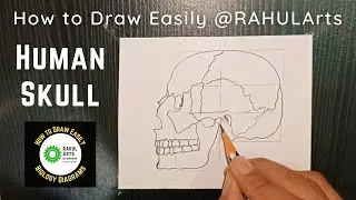 How to draw Human Skull