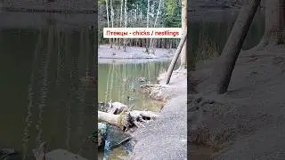 Learn how to describe birds in Russian language | Short Russian lessons 