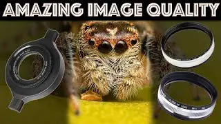3 BUDGET EXTREME MACRO Setups: Raynox DCR-250+NiSi 58mm, NiSi 58mm, NiSi 58mm+77mm on Canon 100mm