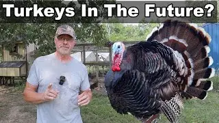 First Chickens Now Turkeys?