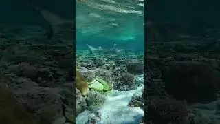 Swimming with Sharks #underwater #snorkeling #shark #shorts #nature #australia