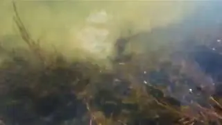 Прогулка возле маленькой речки. Звуки воды.