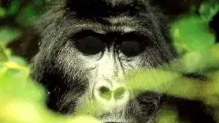 gorilla mating call