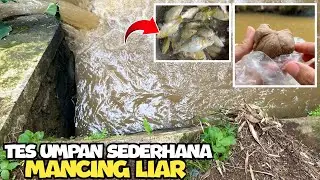 Mancing ikan mas pake umpan sederhana hasilnya❓