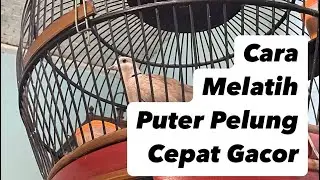 How to Train Puter Pelung to Gacor Quickly @sugitokambojaBF