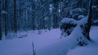 Lose Yourself inside a Snowy Forest on a late and calm evening