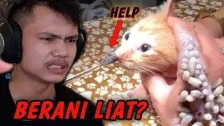 SANGAT ADUHH!! KUCING INI KEMASUKAN PARASITE 🤧🤧