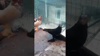 узбекские голуби Абдусалама город ош т,0996557557770 стандарт ☆
