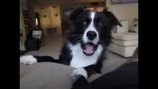 The Talking Border Collie, Sadie Part 1