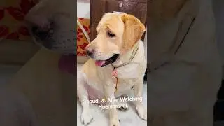 My dog’s walk after watching heeramandi 😂 Exact copy maar diya isne toh. | SourShy