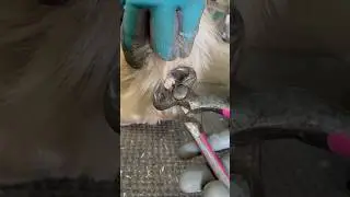 Removing an Ergot on a Draft Cross Horse #horse #farrier #oddlysatisfying #satisfying #asmr